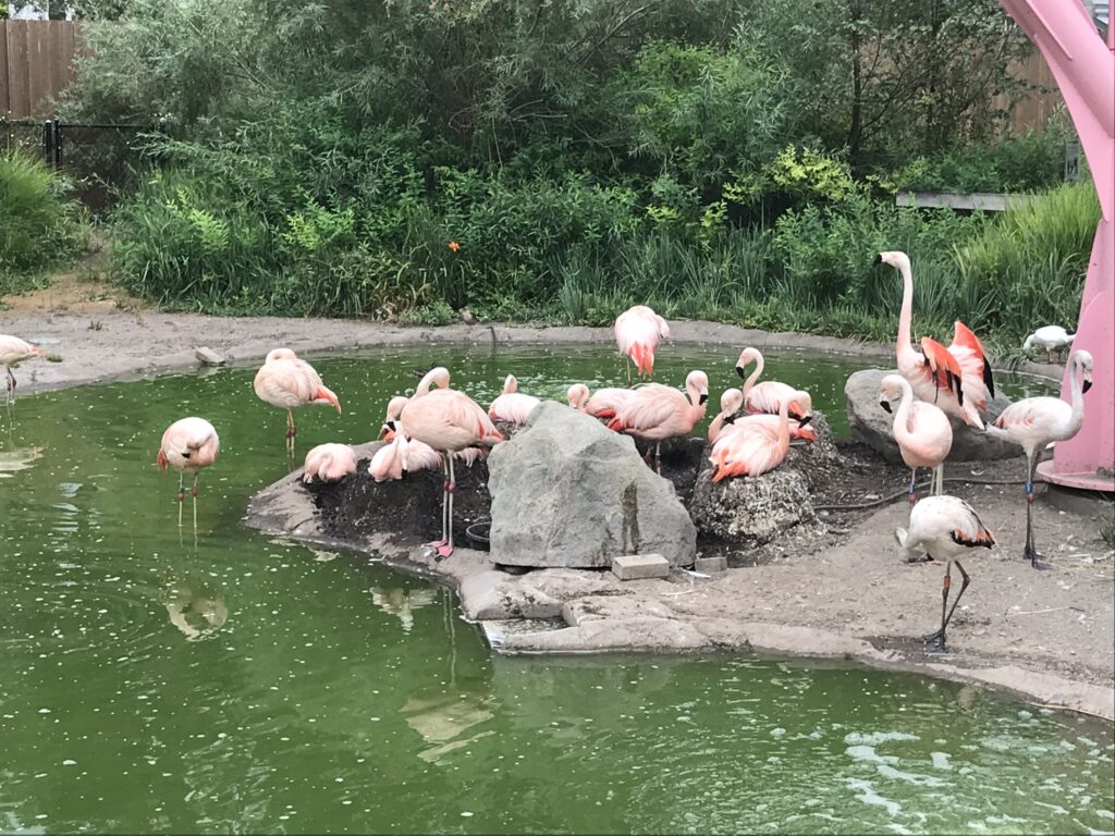 The Tracy Aviary is one of the best things to do in Salt Lake City with kids