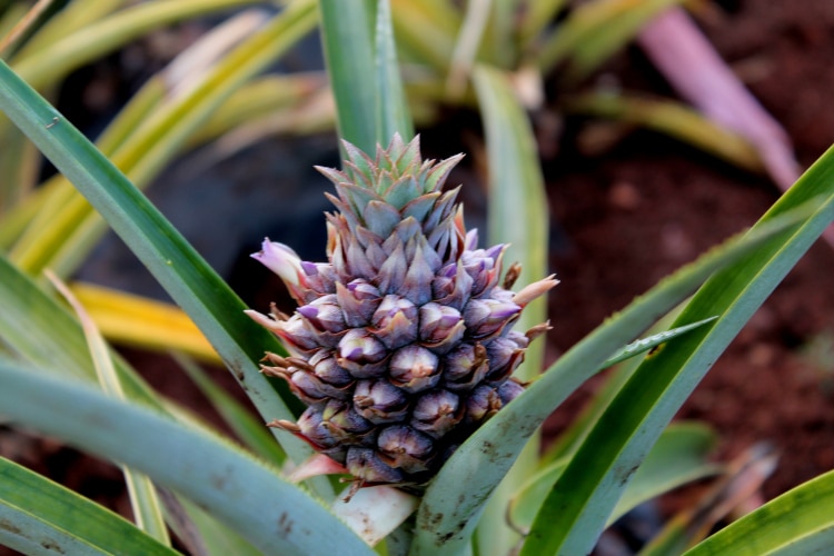Pineapple plant at the Dole Plantation