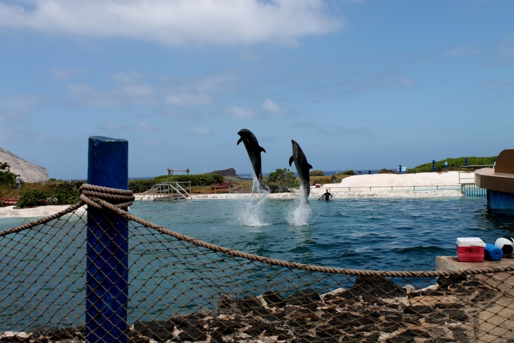 Sea Life Park Hawaii is a fun stop for kids in an Oahu itinerary