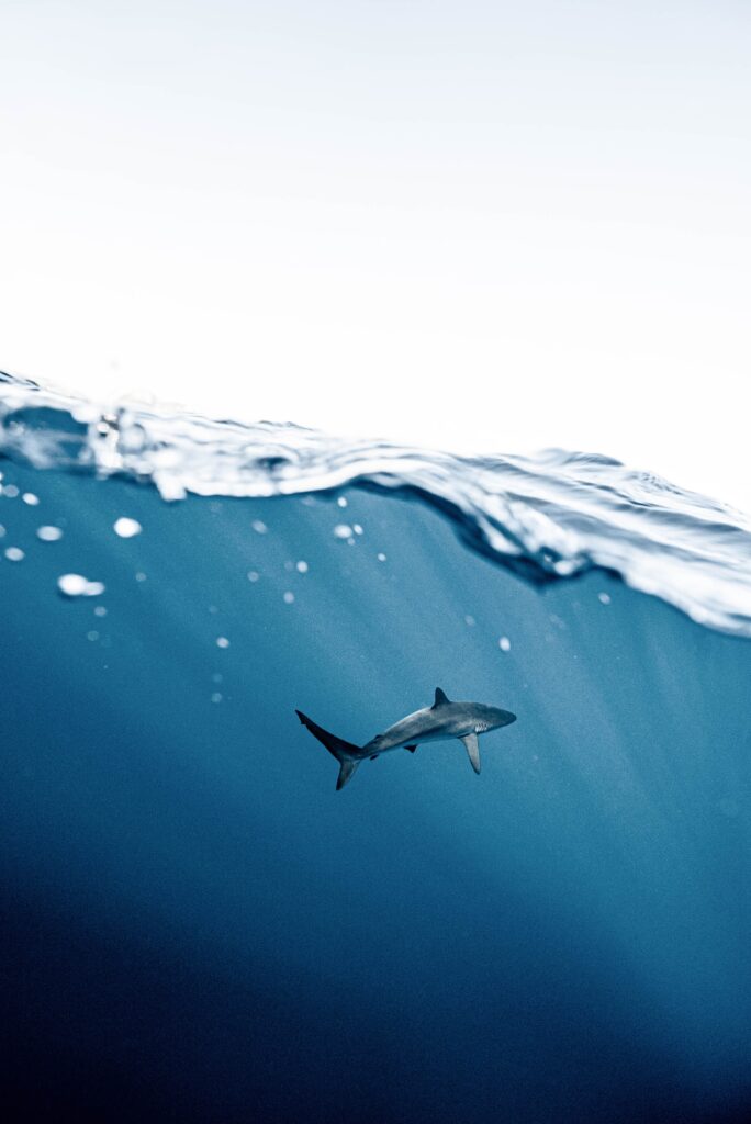 Shark diving as part of an Oahu itinerary