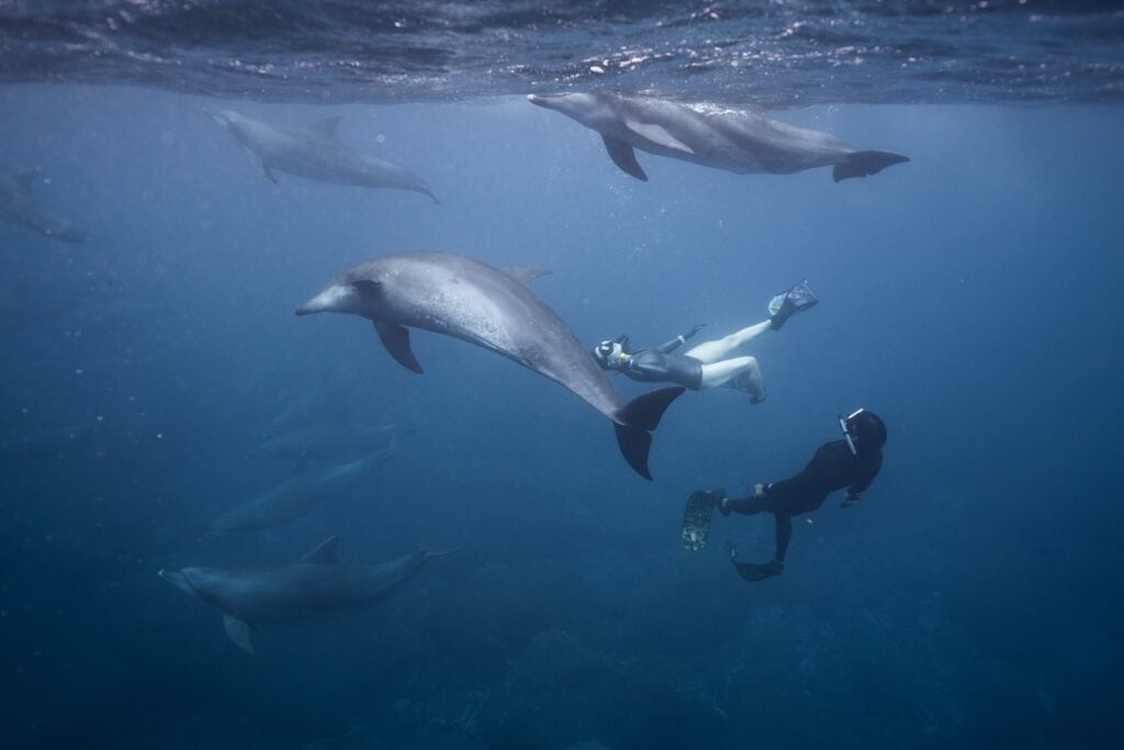 Swimming with dolphins on Oahu