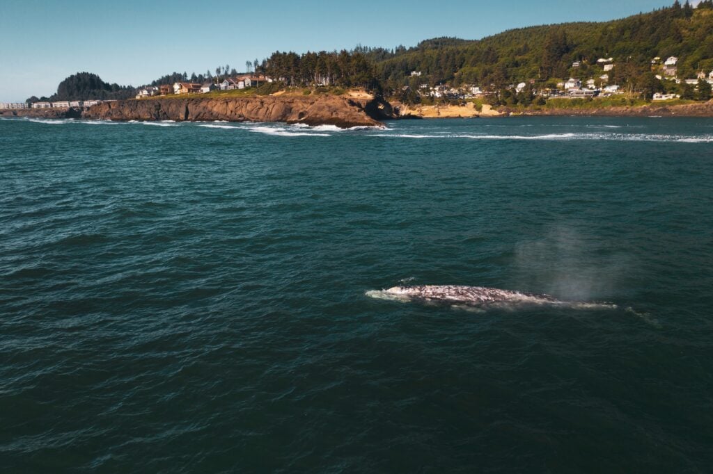 Whale at Depoe Bay. Oregon