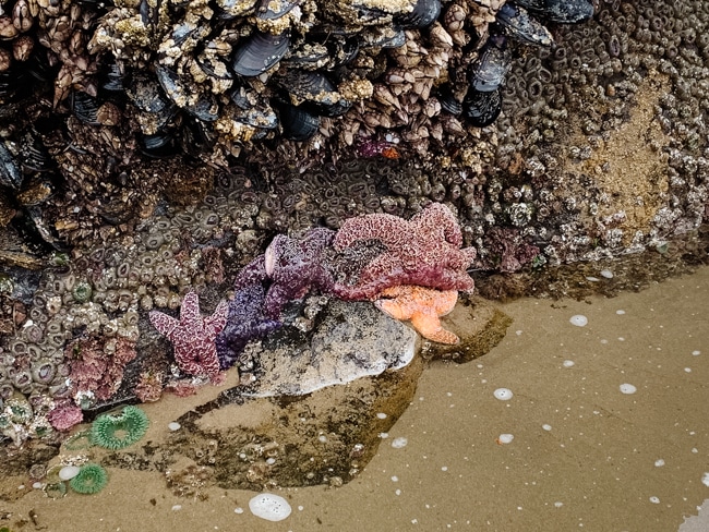 Tide pooling is one of the fun things to do on an Oregon Coast road trip