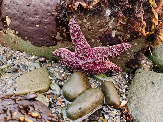 Starfish in the tidepool