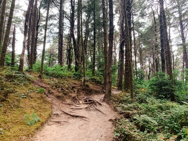 Hobbit Trail on the Oregon Coast