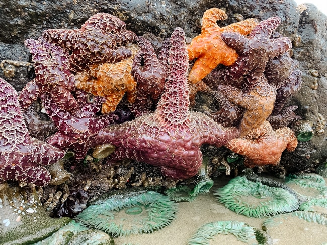 Starfish at Bob's Creek on the Oregon Coast