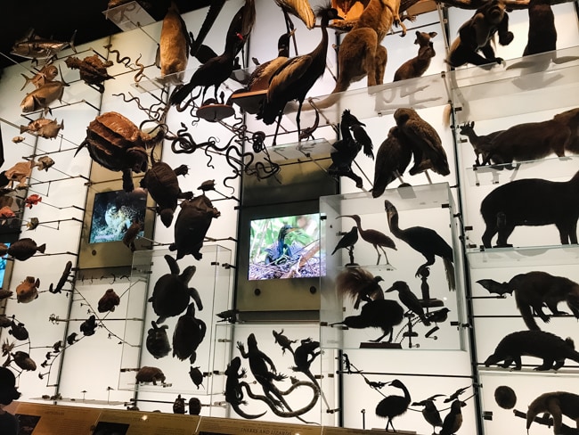 Exhibit at the Museum of Natural History