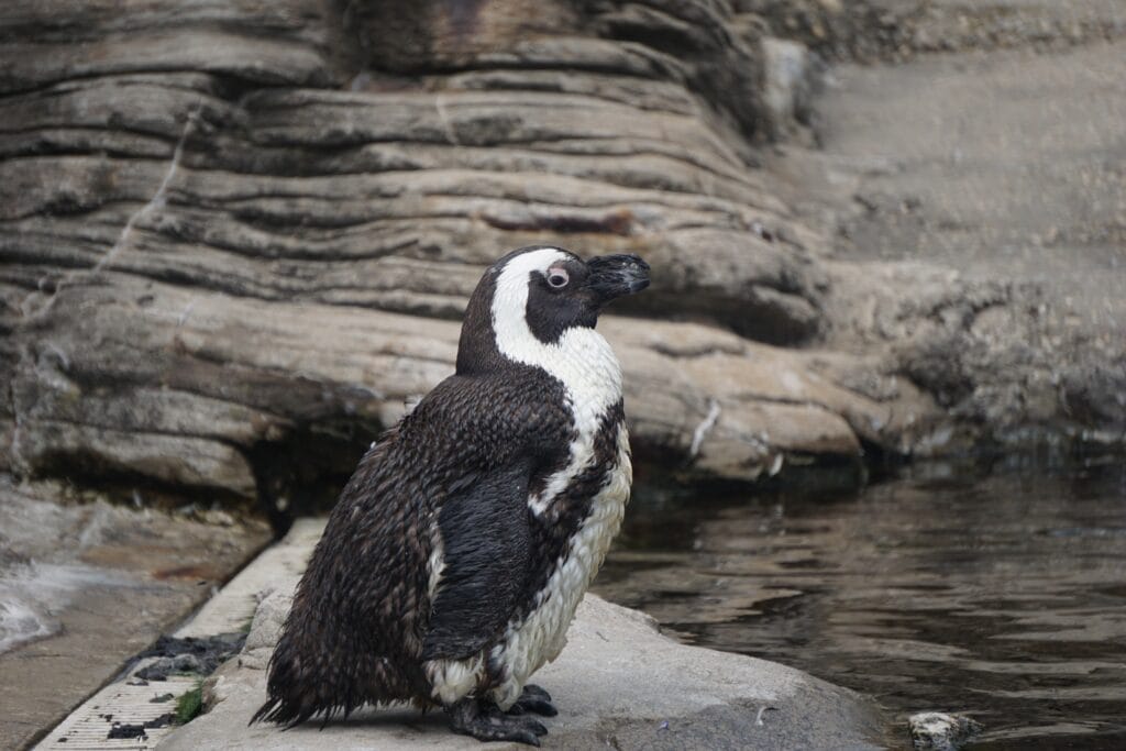 Penguin at the New York Aquarium
