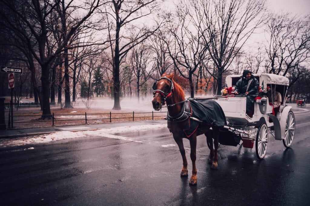 Carriage ride in NYC