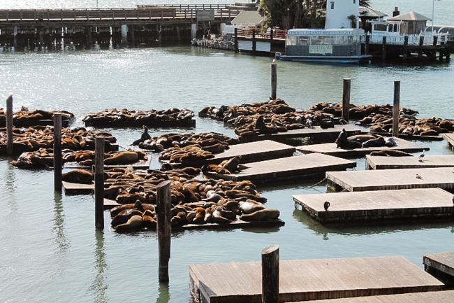 Kids love to see the sea lions at the pier in San Francisco