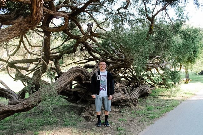 Large tree at the Golden Gate Park