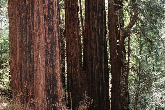 Seeing the redwoods is one of the fun things to do in San Francisco with kids