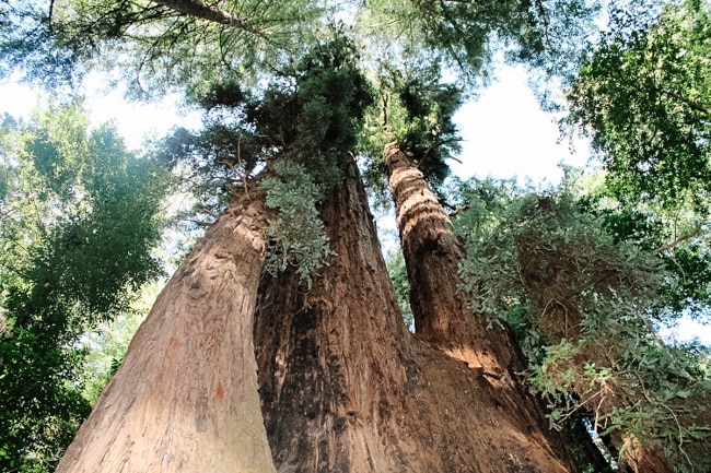 Redwood trees
