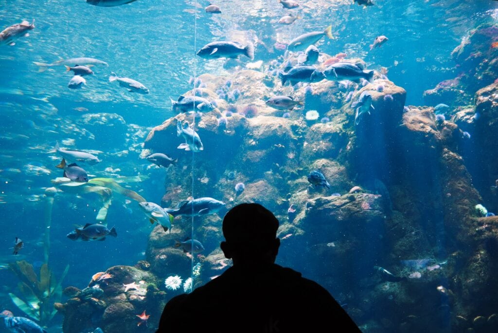 There are lots of fun activities in San Francisco for kids at the California Academy of Sciences