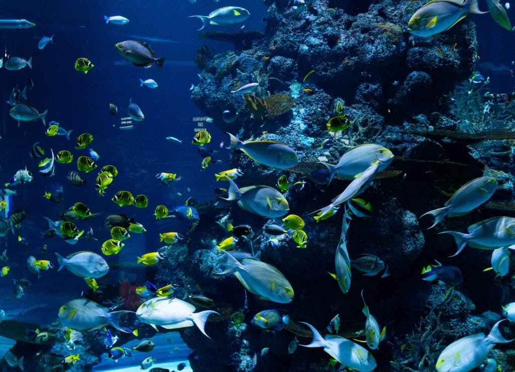 Aquarium in San Francisco