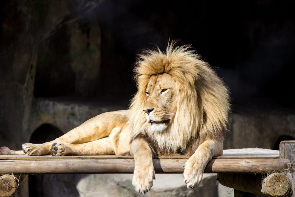 Lion at the San Francisco Zoo