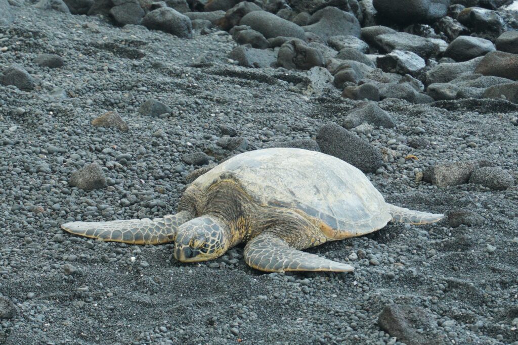 Hawaii Beach and A Turtle