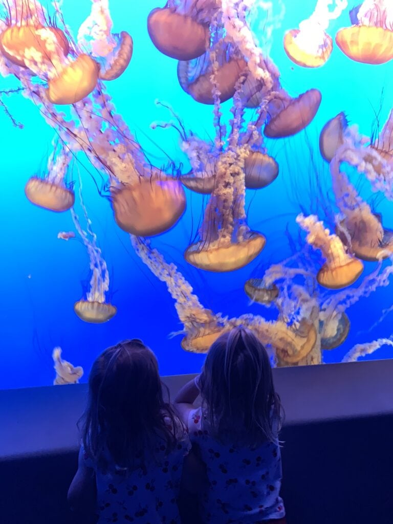 Going to the Monterey Aquarium is a popular stop on a Seattle to San Diego Road Trip