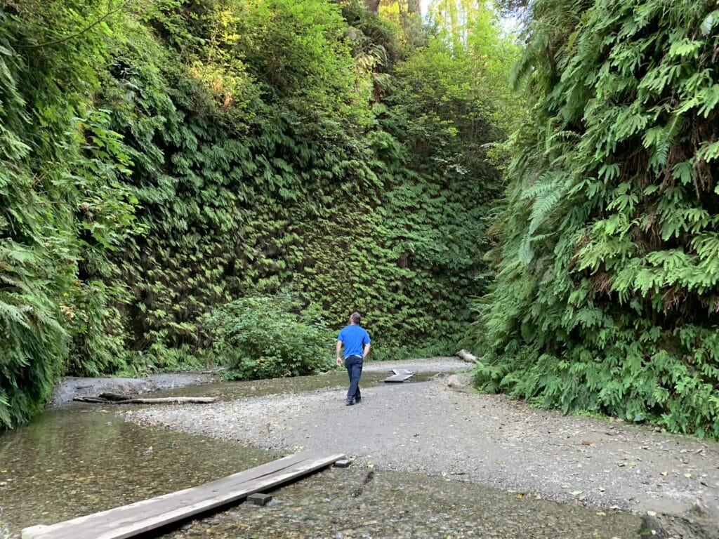 Fern Canyon is a popular stop on a road trip from Seattle to San Diego