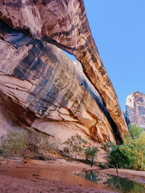 Morning Glory Arch