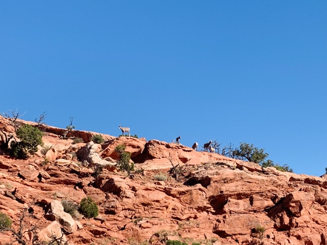 Big horn sheep on the side of the Moab hiking trail