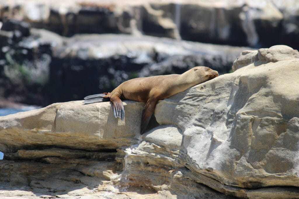 Wildlife in La Jolla, CA