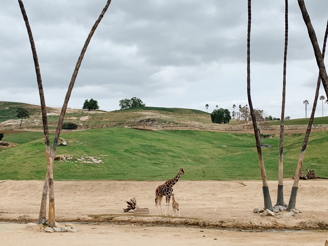 Giraffes at the San Diego Zoo Safari Park