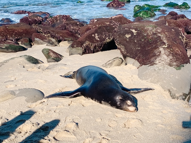 Sea on the beach in La Jolla, California