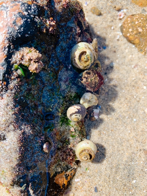 Sealife in the tide pools at Point Loma