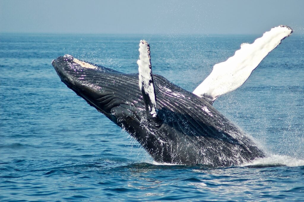 Whale on a whale watching tour in San Diego