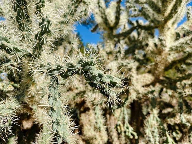 Cactus on the Salt River tubing run