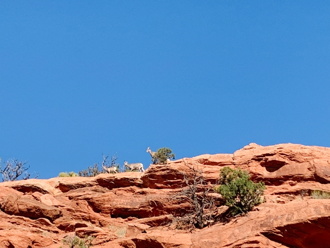 Bighorn sheep in Canyonlands National Park