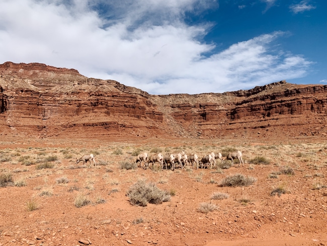 Bighorn sheep in Canyonlands