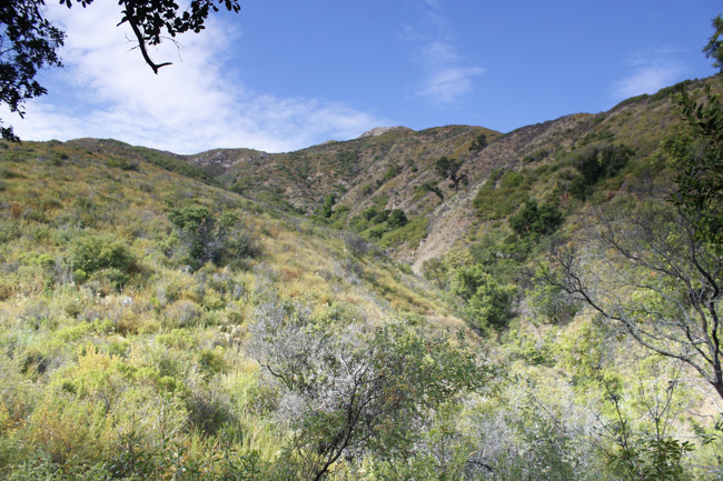 Valley View Trail in Pfeiffer Big Sur State Park
