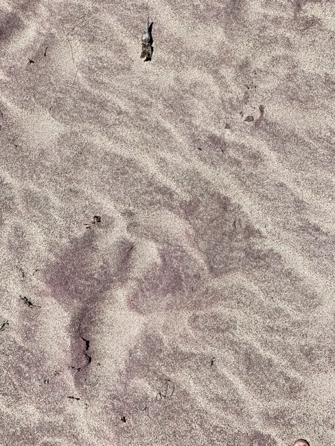 Purple sand at Pfeiffer Beach