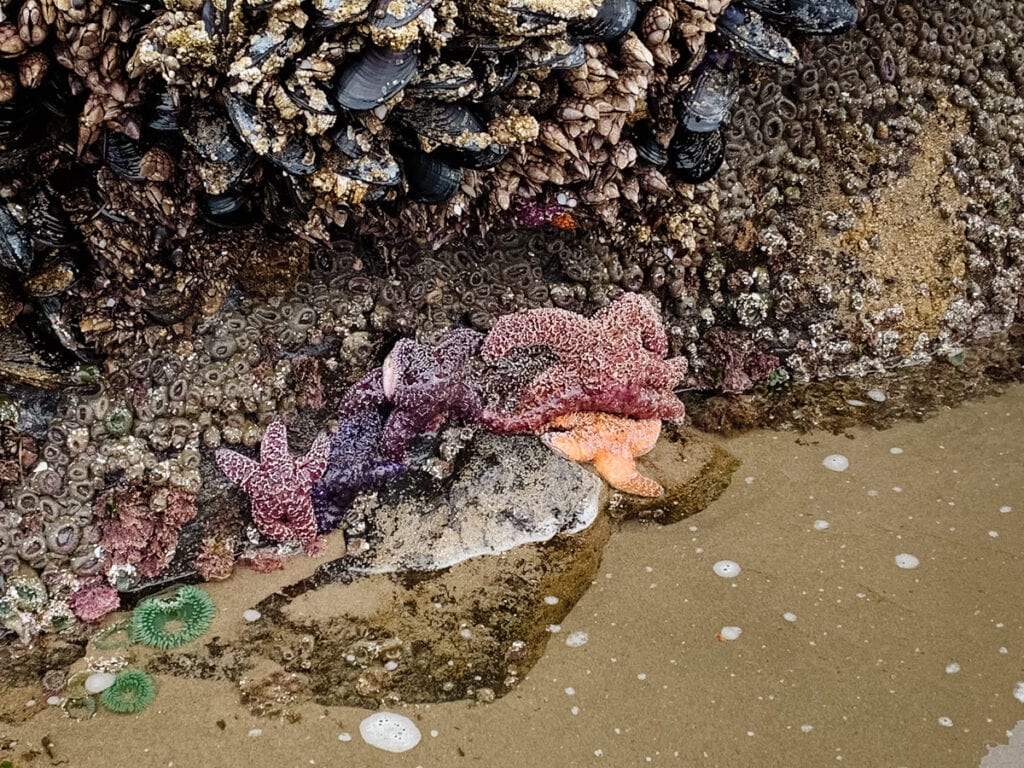 Tide pool sea life near Cannon Beach