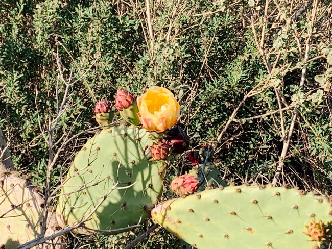 Flowering cactus in Torrey Pines State Park