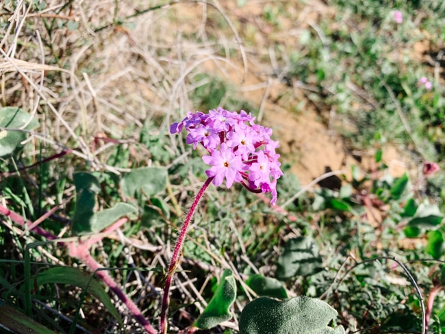 Flower on the side of one of the Torrey Pines trails