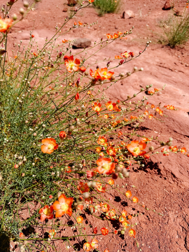 Wildflowers in Moab in May.