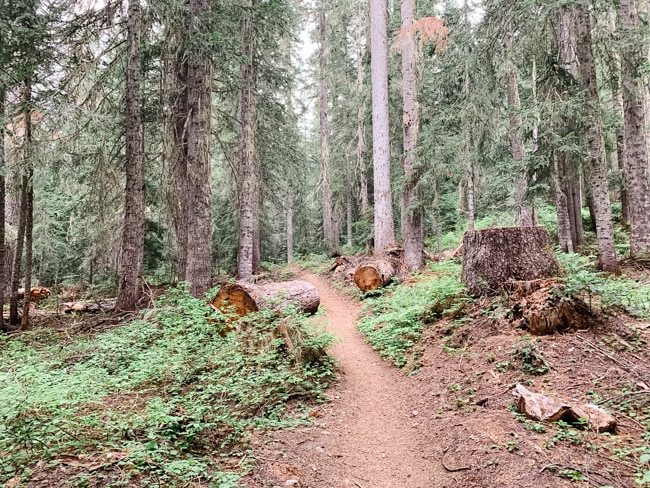 Hiking trail in North Cascades National Park