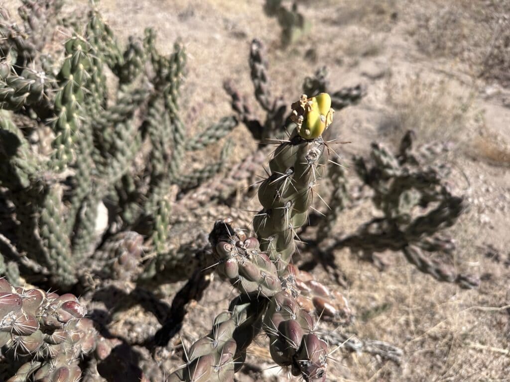 Cactus in bloom in the Southwestern part of the United States