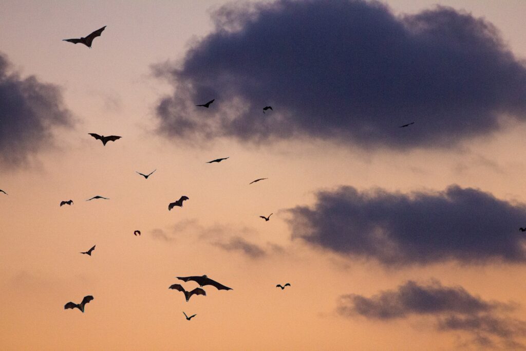Bats flying at night