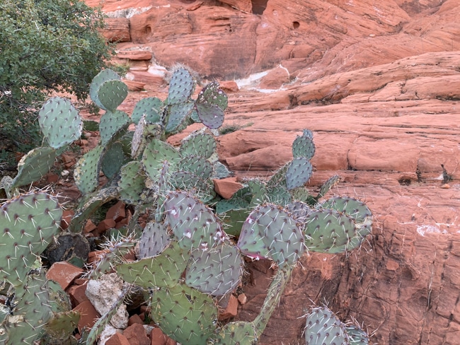 Cactus in Red Rock Canyon near Las Vegas