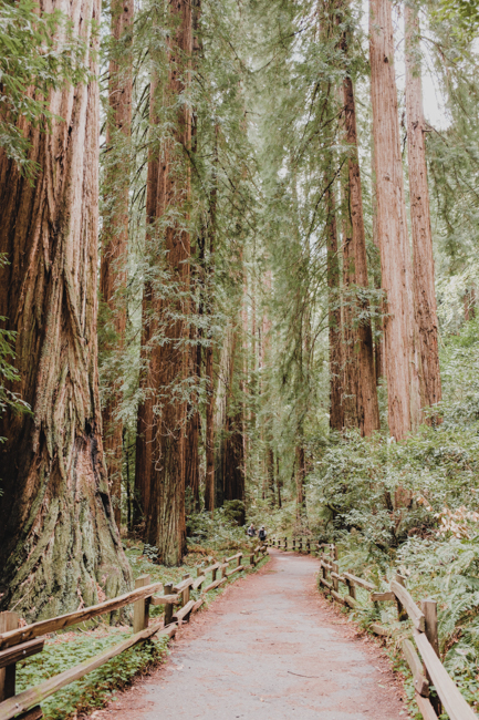 Walking path in Muir Woods, a popular destination for San Francisco bus tours