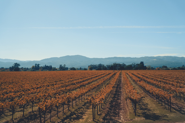 Winery in Napa, California