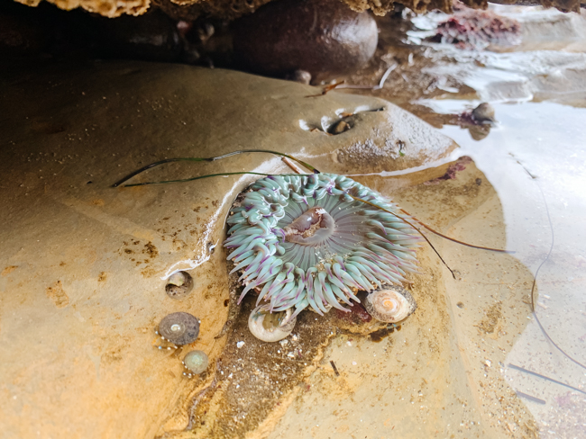 Sea anemone in the ocean off the coast of Southern California
