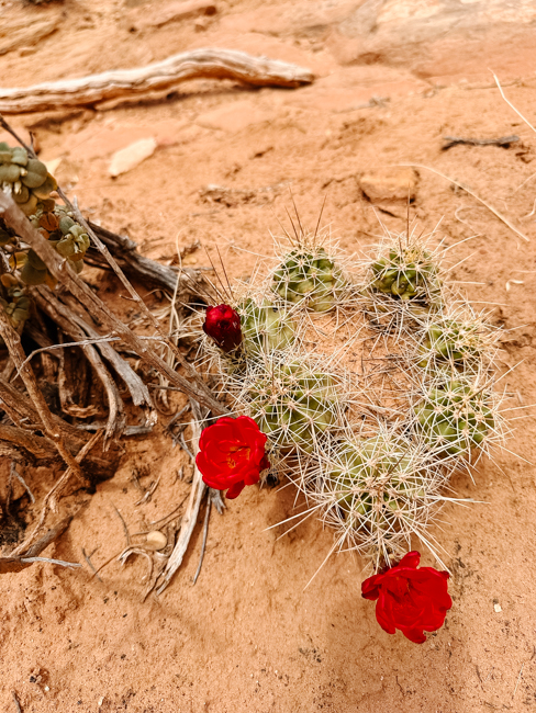 Wildflower in Capitol Reef