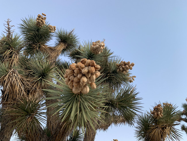 A close-up of a tree's needles and cones in Joshua Tree National Park.