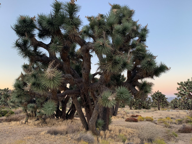 A meadow of Joshua Trees.