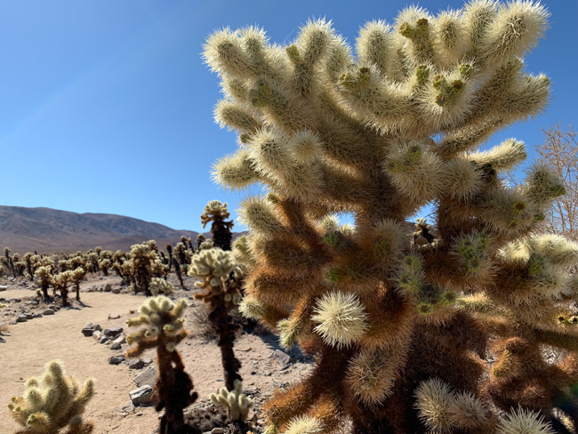 Close-up on cacti in Joshua Tree National Park with a dirt trail in the background.